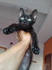 Animali da compagnia