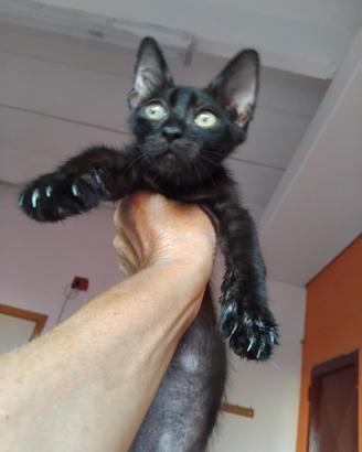 Animali da compagnia