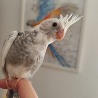 Calopsite dolce pappagallo da compagnia