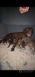 Cuccioli di Pit Bull Terrier