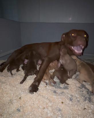 Cuccioli di Pit Bull Terrier