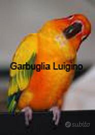 Pappagallo - Conuro del Sole