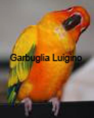 Pappagallo - Conuro del Sole