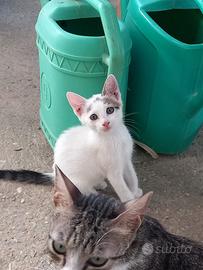 Gattini