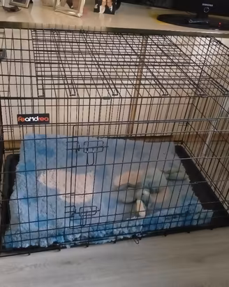 Gabbia per cani Feandrea