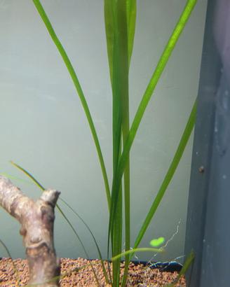 Vallinseria