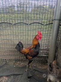 Combattente inglese moderno nano