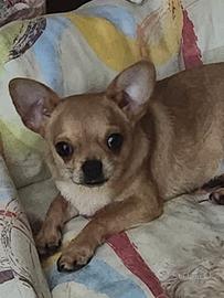 Nico chihuahua 7 mesi taglia standard