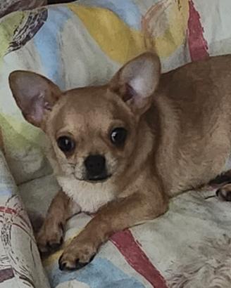 Nico chihuahua 7 mesi taglia standard