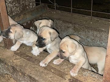 Cuccioli di cane corso