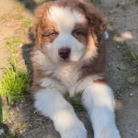 Pastore australiano Australian Shepherd CUCCIOLI