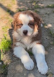 Pastore australiano Australian Shepherd CUCCIOLI