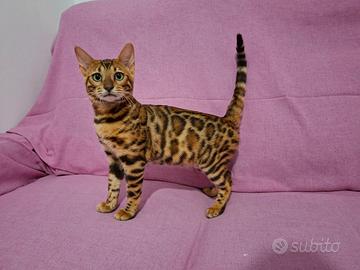 Cuccioli gatti bengala