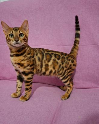 Cuccioli gatti bengala