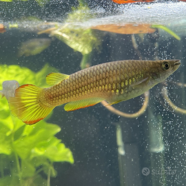 Aplocheilus lineatus