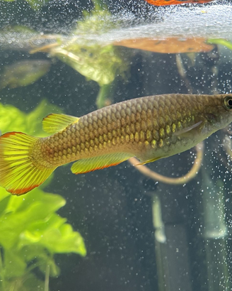 Aplocheilus lineatus