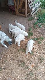 Cuccioli di pastore abruzzese