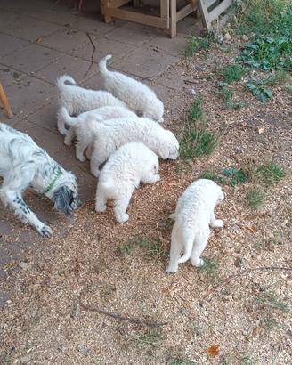 Cuccioli di pastore abruzzese