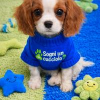Cavalier King taglia piccola b. / arancio blenheim