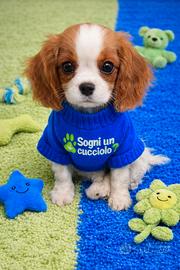 Cavalier King taglia piccola b. / arancio blenheim