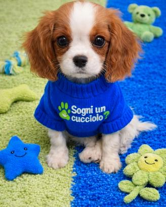 Cavalier King taglia piccola b. / arancio blenheim
