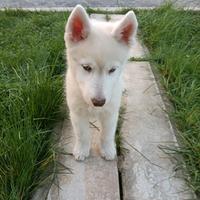 Siberian Husky 2 mesi