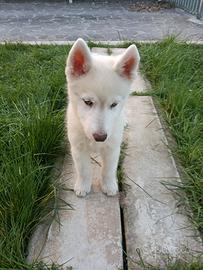 Siberian Husky 2 mesi