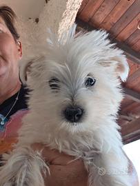 Cucciolo taglia piccola west highland terrier