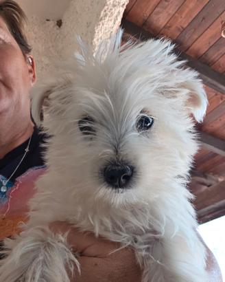Cucciolo taglia piccola west highland terrier
