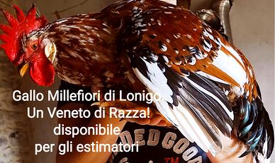 Millefiori di Lonigo