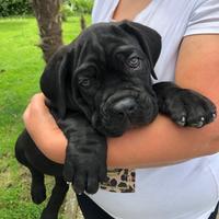 Cane corso cuccioli maschi e femmine