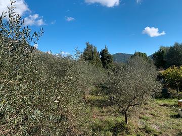 Terreno con piante di olivo e piante da frutta