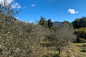 Terreno con piante di olivo e piante da frutta