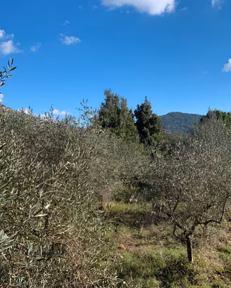 Terreno con piante di olivo e piante da frutta