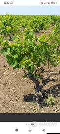 uva primitivo