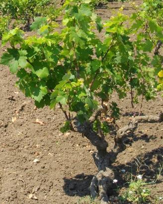 uva primitivo