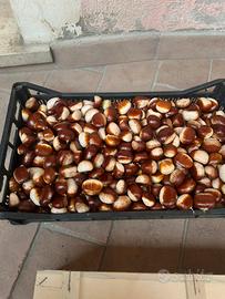 Castagne