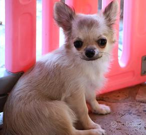 Cucciolo chihuahua con pedigree
