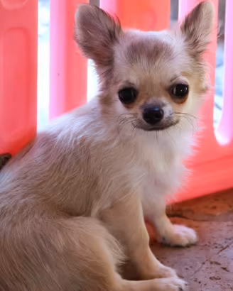 Cucciolo chihuahua con pedigree