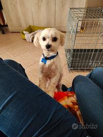 Cane maltese di 2 anni