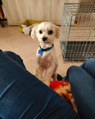 Cane maltese di 2 anni