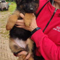 Cuccioli pastore tedesco nero focato