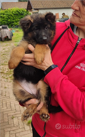 Cuccioli pastore tedesco nero focato