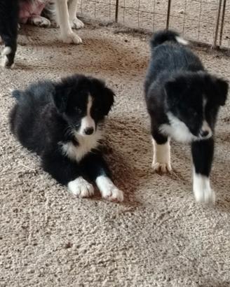 Cuccioli di border collie