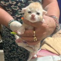 Gattini Siberiani puri