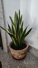 Pianta sanseveria
