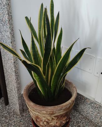 Pianta sanseveria