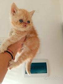 Exotic Shorthair 