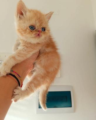 Exotic Shorthair 