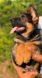 Meravigliosi cuccioli di pastore tedesco